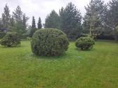 Gyvatvorių karpymas ir koregavimas - nuotraukos Nr. 12