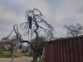 Gyvatvorių karpymas ir koregavimas - nuotraukos Nr. 5