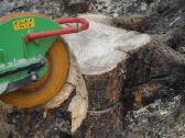 Medžių pjovimas, pavojingų medžių pjovimas - nuotraukos Nr. 8