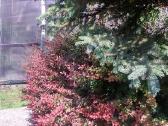 Raugeriškis tunbergo Atropurpurea | Skelbiu.lt Raugeriškis tunbergo Atropurpurea