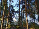 Pavojingų medžių pjovimas,vaismedžių genėjimas - nuotraukos Nr. 5