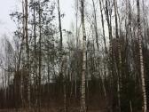Apleistų sklypų tvarkymas , miško tvarkymas - nuotraukos Nr. 2