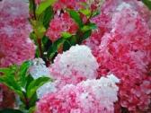 Vanille fraise