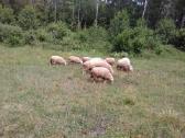 Berišon diušer avys. - nuotraukos Nr. 8