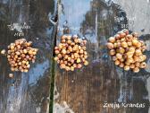 Šutinti tigriniai riešutai Mini - nuotraukos Nr. 2 | Skelbiu.lt Šutinti tigriniai riešutai Mini - nuotraukos Nr. 2