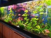 Akcija! -10% Akvariumų gamyba. Pigūs akvariumai - nuotraukos Nr. 8
