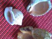 Jūros kriauklės yra įvairių gražių įdomių tikros - nuotraukos Nr. 3