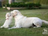 Kilmingi Labradoro retriverių veislės šuniukai - nuotraukos Nr. 33