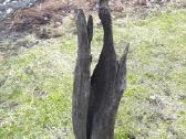 Juodasis ąžuolas (Bog oak)