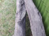 Juodasis ąžuolas (Bog oak) - nuotraukos Nr. 4