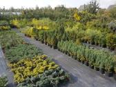 Smaragdinės, Brabanta tujos, Bonsai, skiep pušys - nuotraukos Nr. 2 | Skelbiu.lt Smaragdinės, Brabanta tujos, Bonsai, skiep pušys - nuotraukos Nr. 2