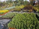 Smaragdinės, Brabanta tujos, Bonsai, skiep pušys - nuotraukos Nr. 3 | Skelbiu.lt Smaragdinės, Brabanta tujos, Bonsai, skiep pušys - nuotraukos Nr. 3