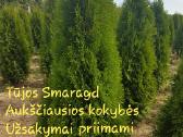 Tujos Smaragd-brabant, dekoratyvinės pušelės, - nuotraukos Nr. 13