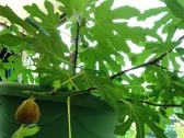 Figmedžiai (Fig Trees) pavasario akcija! - nuotraukos Nr. 3