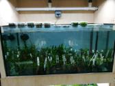 Augalų akvariumams siunta iš Olandijos - nuotraukos Nr. 3