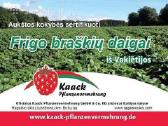 Šaldyti ( Frigo ) braškių daigai