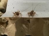 Parduodami naminiai svirpliai ( acheta domesticus) - nuotraukos Nr. 2 | Skelbiu.lt Parduodami naminiai svirpliai ( acheta domesticus) - nuotraukos Nr. 2