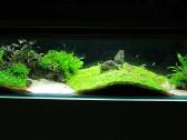 Akvariumų klijavimas, įrengimas, priežiūra - nuotraukos Nr. 37
