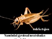 Parduodami naminiai svirpliai ( acheta domesticus) | Skelbiu.lt Parduodami naminiai svirpliai ( acheta domesticus)