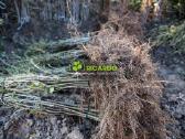 Lazdynų sodinukai, Lazdyno sodinukai - nuotraukos Nr. 2