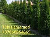 Tuja smaragd Vilnius 860854869