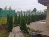 Tūjos Smaragd akščiausios kokybės Premium klasės - nuotraukos Nr. 11