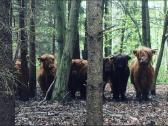 Highland Cattle Fam Visnapuu - nuotraukos Nr. 8