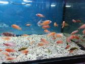 Žuvys ir žuvytės akvariumams Šiauliai - nuotraukos Nr. 15