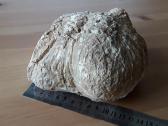 Kacholongas/baltasis opalas didelis virš 2 kg - nuotraukos Nr. 10