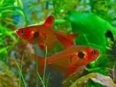 Akvariumines zuvys Nauja siunta - nuotraukos Nr. 11