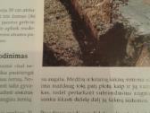 Dekoratyvinių medžių ir krūmų enciklopedija 2003 m - nuotraukos Nr. 6