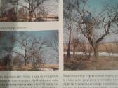 Dekoratyvinių medžių ir krūmų enciklopedija 2003 m - nuotraukos Nr. 7