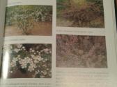 Dekoratyvinių medžių ir krūmų enciklopedija 2003 m - nuotraukos Nr. 10