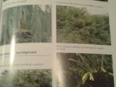Dekoratyvinių medžių ir krūmų enciklopedija 2003 m - nuotraukos Nr. 12