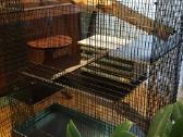 Didelis naujas narvas šinšiliui, degu - nuotraukos Nr. 11