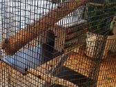 Degu jaunikliai. Naujas didelis narvas. - nuotraukos Nr. 4