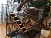 Degu jaunikliai. Naujas didelis narvas. - nuotraukos Nr. 5