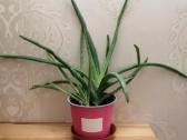 Aloe vera - nuotraukos Nr. 2