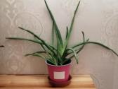 Aloe vera - nuotraukos Nr. 3