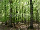 Brangiai Perku Miska Visoje Lietuvoje - nuotraukos Nr. 3 | Skelbiu.lt Brangiai Perku Miska Visoje Lietuvoje - nuotraukos Nr. 3