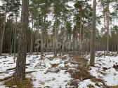 Brangiai Perku Miska Visoje Lietuvoje - nuotraukos Nr. 4 | Skelbiu.lt Brangiai Perku Miska Visoje Lietuvoje - nuotraukos Nr. 4