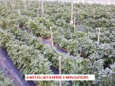 Bioproduktai augalams nuo ligų ir kenkėjų - nuotraukos Nr. 5