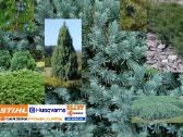 Sveika veja - tvarkinga aplinka. Sodo priežiūra - nuotraukos Nr. 3