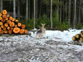 Danieliai veisimui ir mėsai - nuotraukos Nr. 2