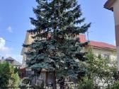 Apleistų sklypų tvarkymas, medžių pjovimas - nuotraukos Nr. 13
