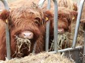 Highland Cattle Fam Visnapuu - nuotraukos Nr. 6