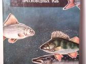 Knyga.