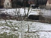Profesionalus vaismedžių genėjimas - nuotraukos Nr. 11