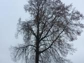 Pavojingų medžių pjovimas - nuotraukos Nr. 11