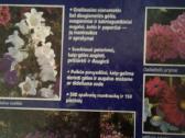 Albumai apie sodo,kambarines gėles,krūmus - nuotraukos Nr. 2